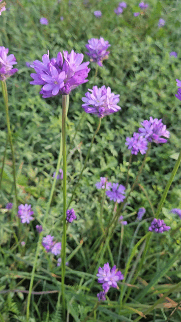 Ookow - Dichelostemma congestum
