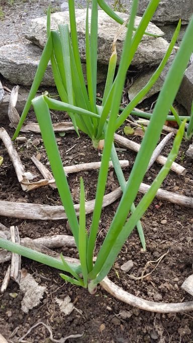 Egyptian Walking Onion, Allium x Proliferum ($5 for 4 bulbils)