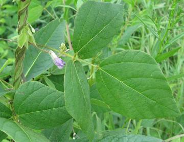 Hog Peanut - Amphicarpaea bracteata