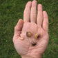 Hog Peanut - Amphicarpaea bracteata