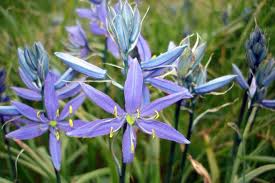 Camas - Camassia quamash