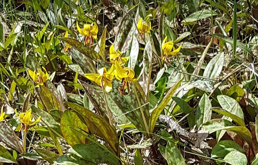 Yellow Trout Lily - Erythronium Americanum