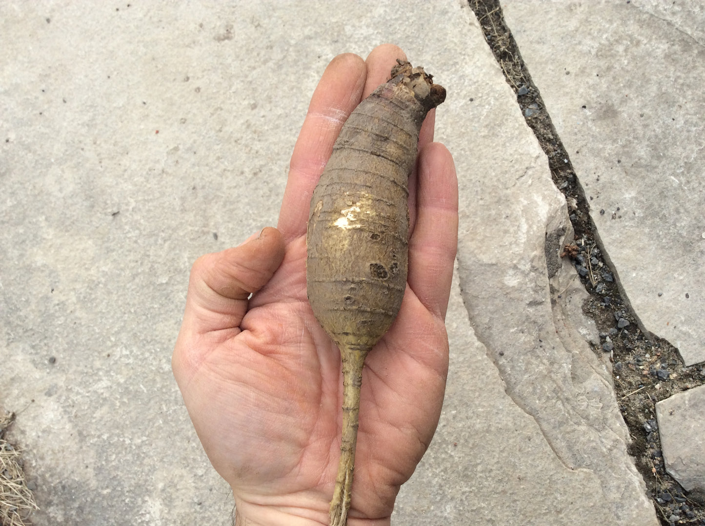 Prairie Turnip - Pediomelum esculentum ($3 for 10 seeds)