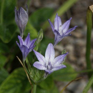 Grassnut - Triteleia laxa