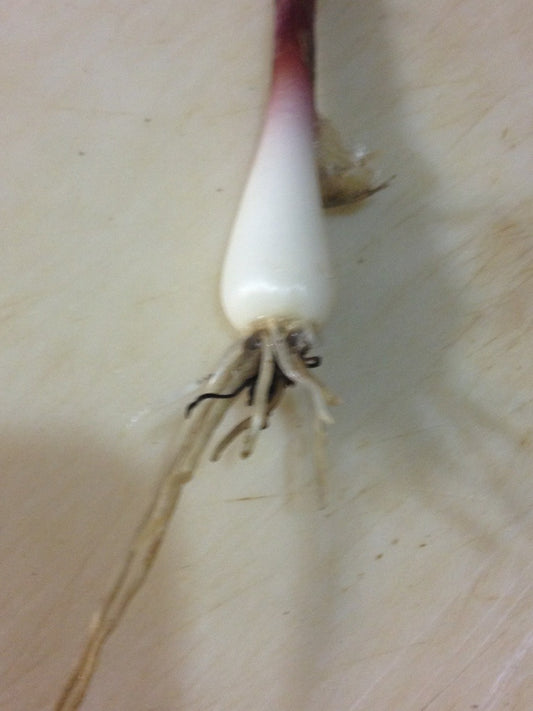 Ramps - Allium tricoccum ($2 per bulb) Fall shipping only!