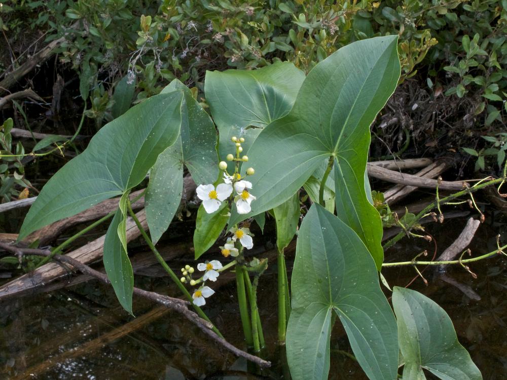 Arrowhead - Sagittaria latifolia