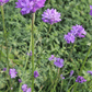 Ookow - Dichelostemma congestum