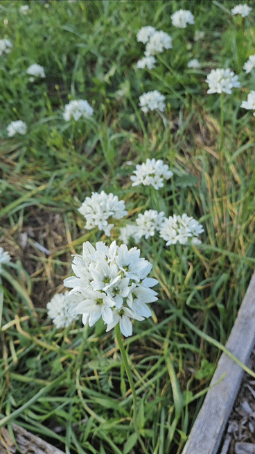 Triteleia hyacynthina