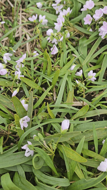 Spring Beauty - Claytonia virginica (Fall shipping only!)