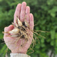 Ramps - Allium tricoccum (Fall shipping only!)