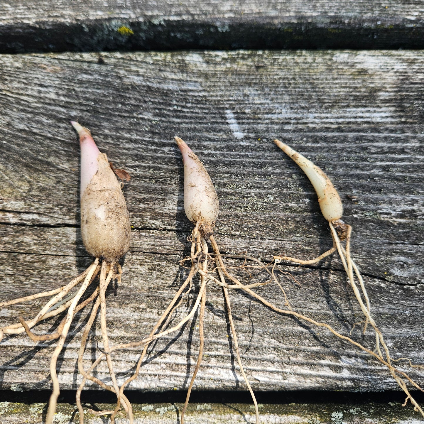 Ramps - Allium tricoccum (Fall shipping only!)