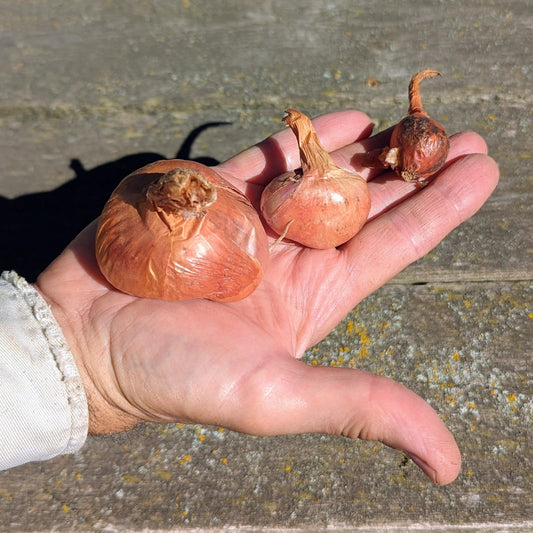 Allium cepa aggregatum -- potato onion