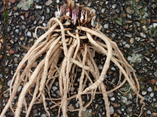 Skirret - Sium sisarum
