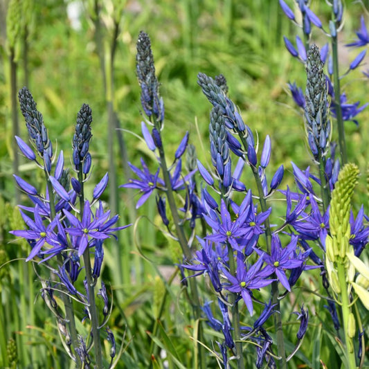Camassia Leichtlinii -- great camas