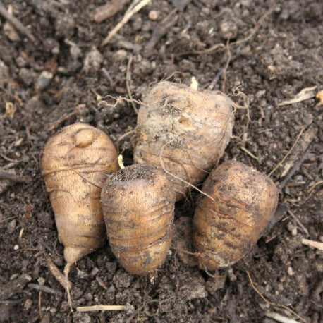 Root Chervil -- Chaerophyllum Bulbosum
