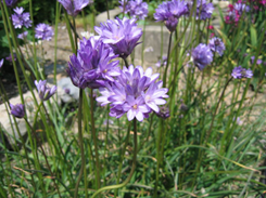 Ookow - Dichelostemma congestum