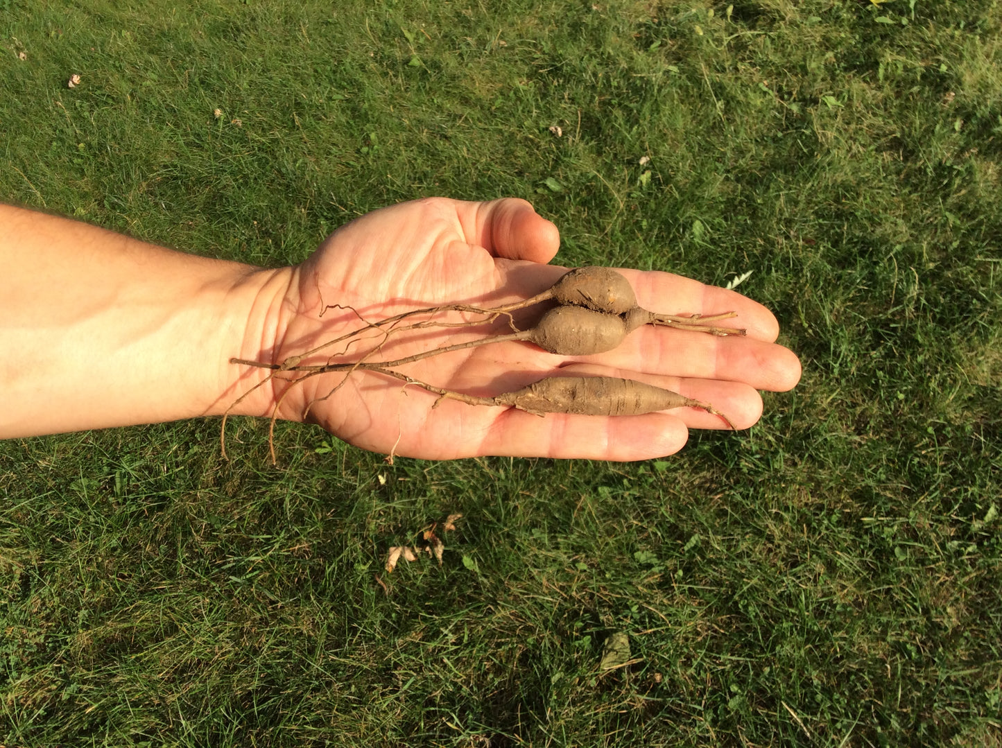 Prairie Turnip - Pediomelum esculentum ($3 for 10 seeds)