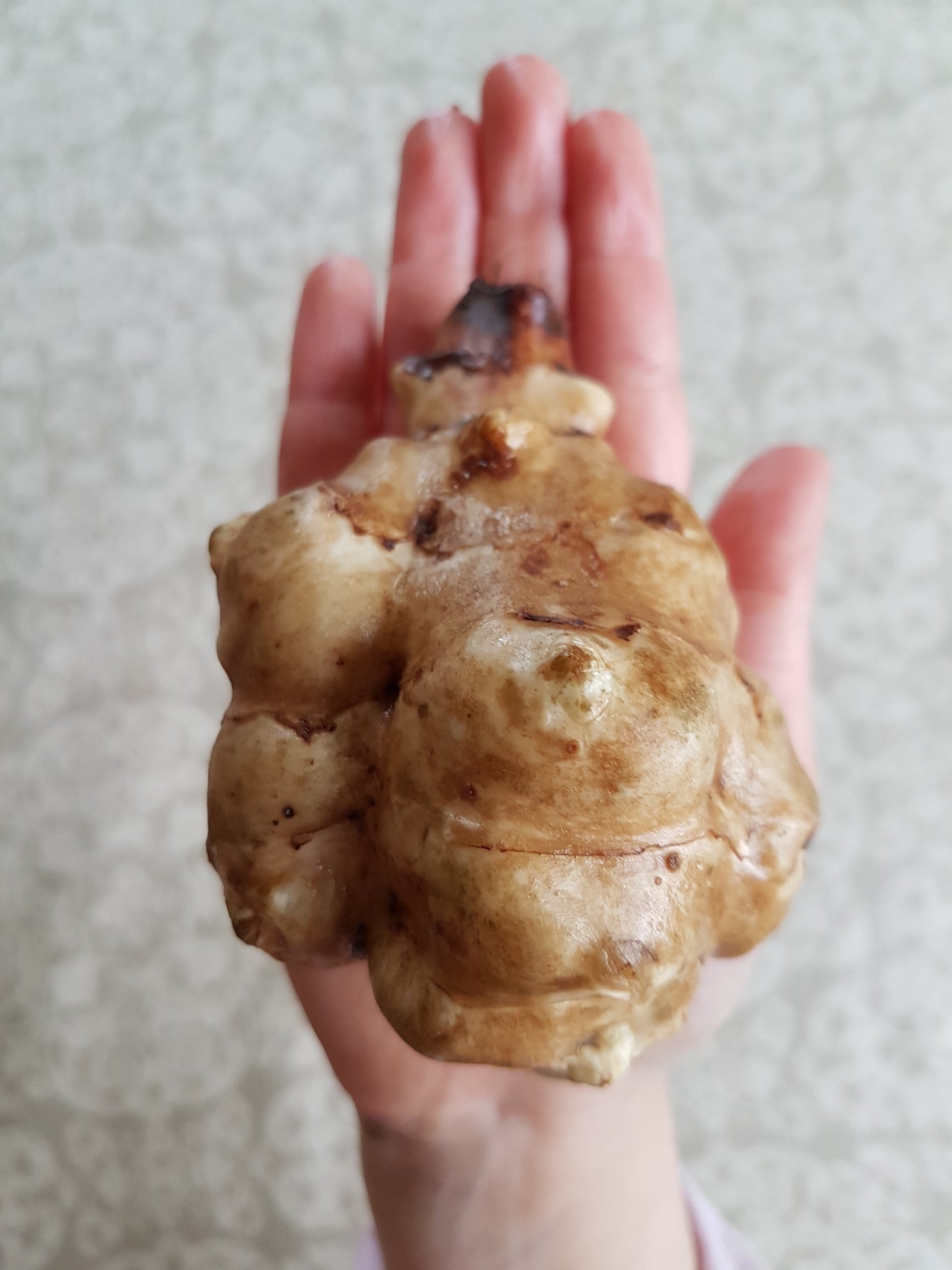 Jerusalem Artichoke, Common - Helianthus tuberosus