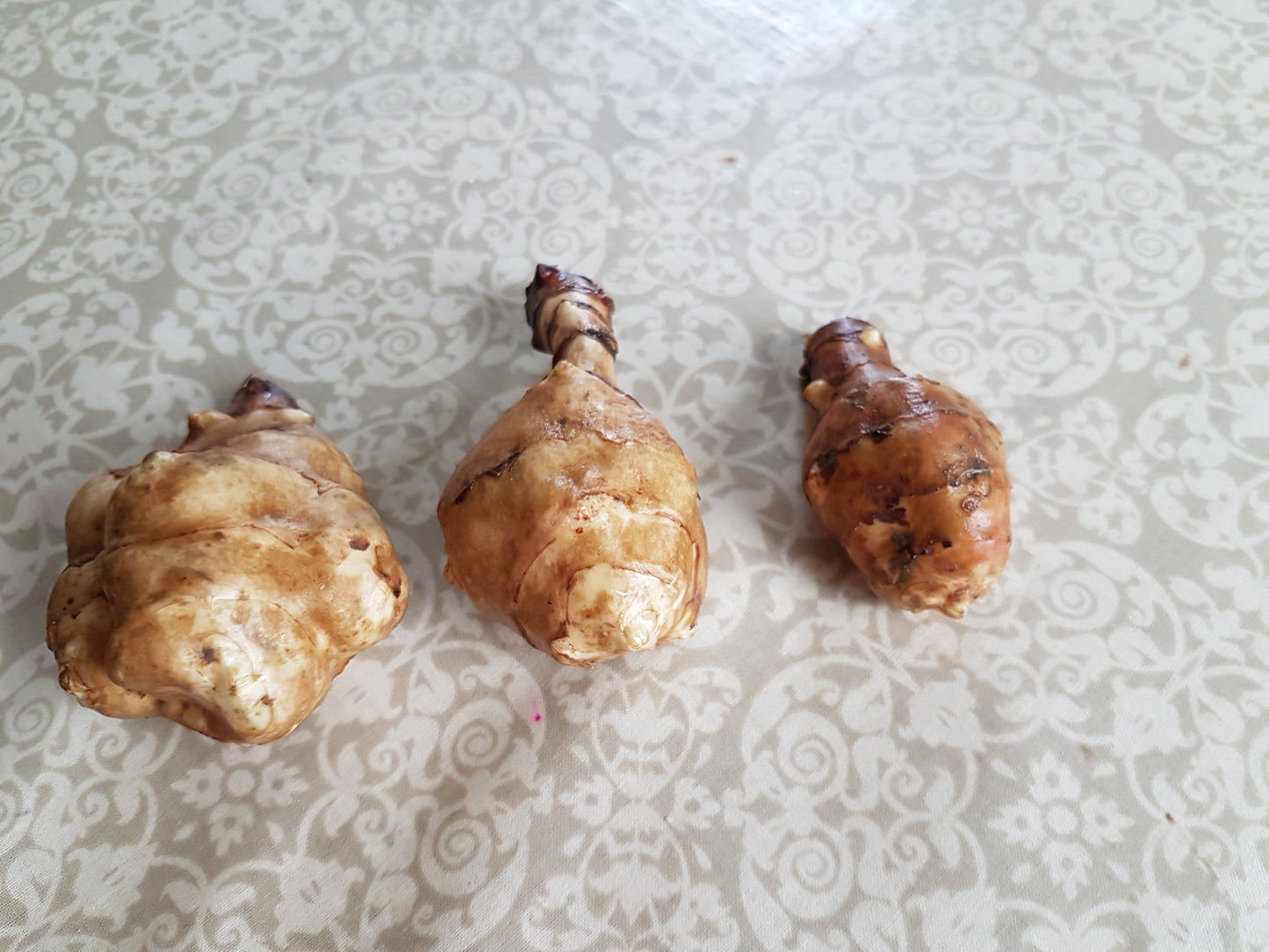 Jerusalem Artichoke, Common - Helianthus tuberosus