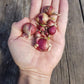 Egyptian Walking Onion, Allium x Proliferum ($5 for 4 bulbils)