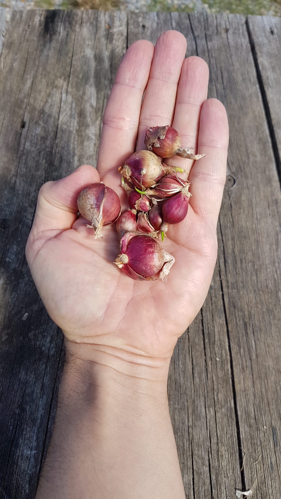 Egyptian Walking Onion, Allium x Proliferum ($5 for 4 bulbils)