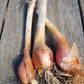 Egyptian Walking Onion, Allium x Proliferum ($5 for 4 bulbils)