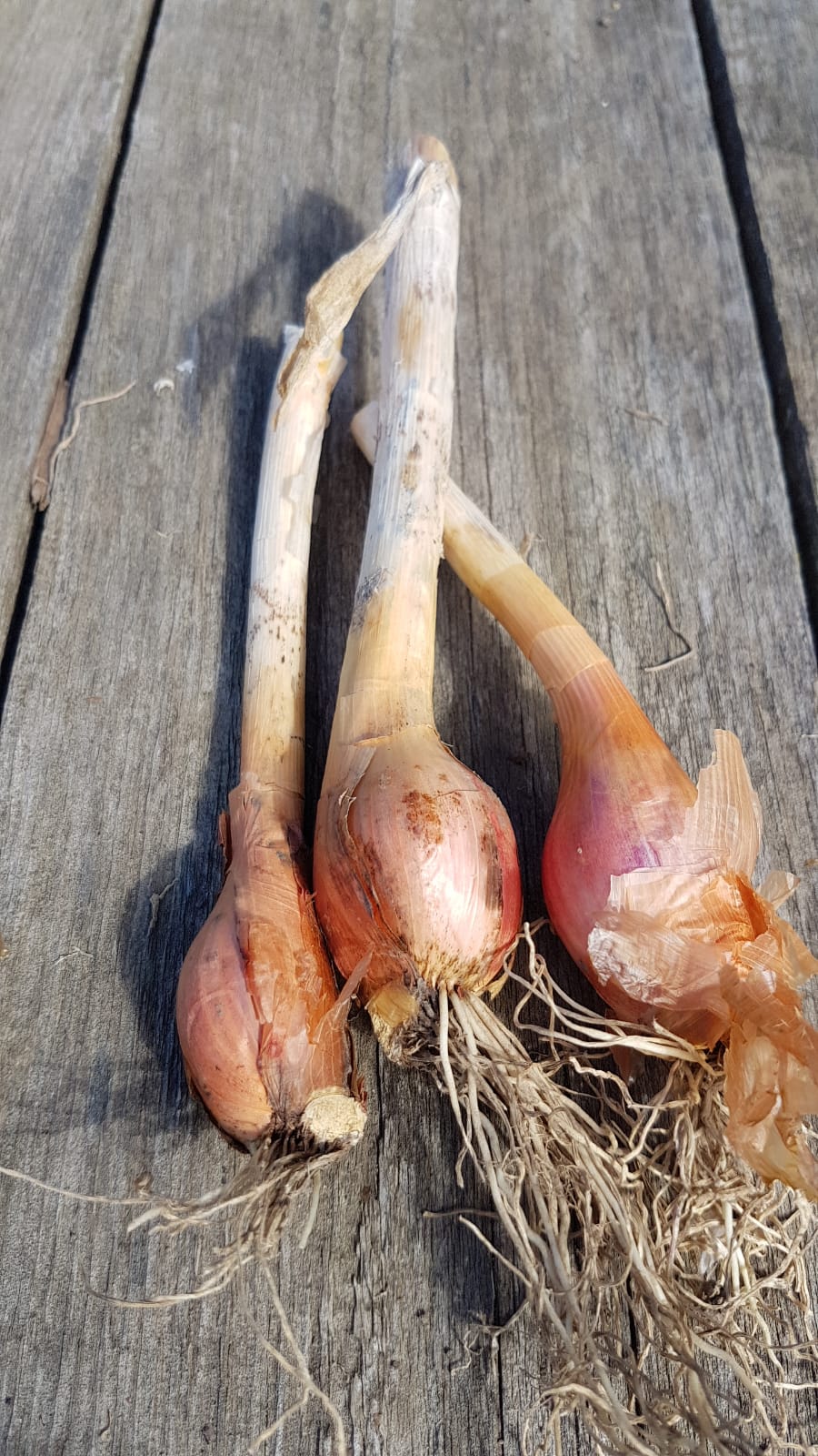 Egyptian Walking Onion, Allium x Proliferum ($5 for 4 bulbils)
