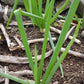 Egyptian Walking Onion, Allium x Proliferum ($5 for 4 bulbils)