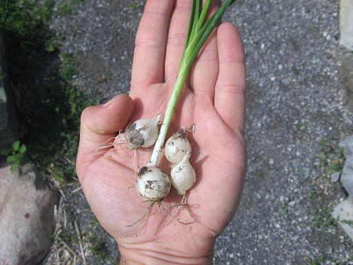 Meadow Garlic - Allium canadense ($1.25 per bulb)
