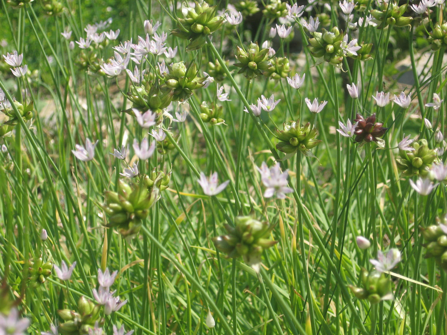 Meadow Garlic - Allium canadense ($1.25 per bulb)