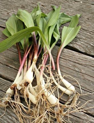 Ramps - Allium tricoccum ($2 per bulb) Fall shipping only!