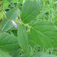 Hog Peanut - Amphicarpaea bracteata