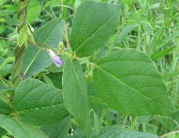 Hog Peanut seeds - Amphicarpa bracteata seeds ($4 for 10 seeds)