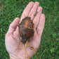 Groundnut - Apios americana