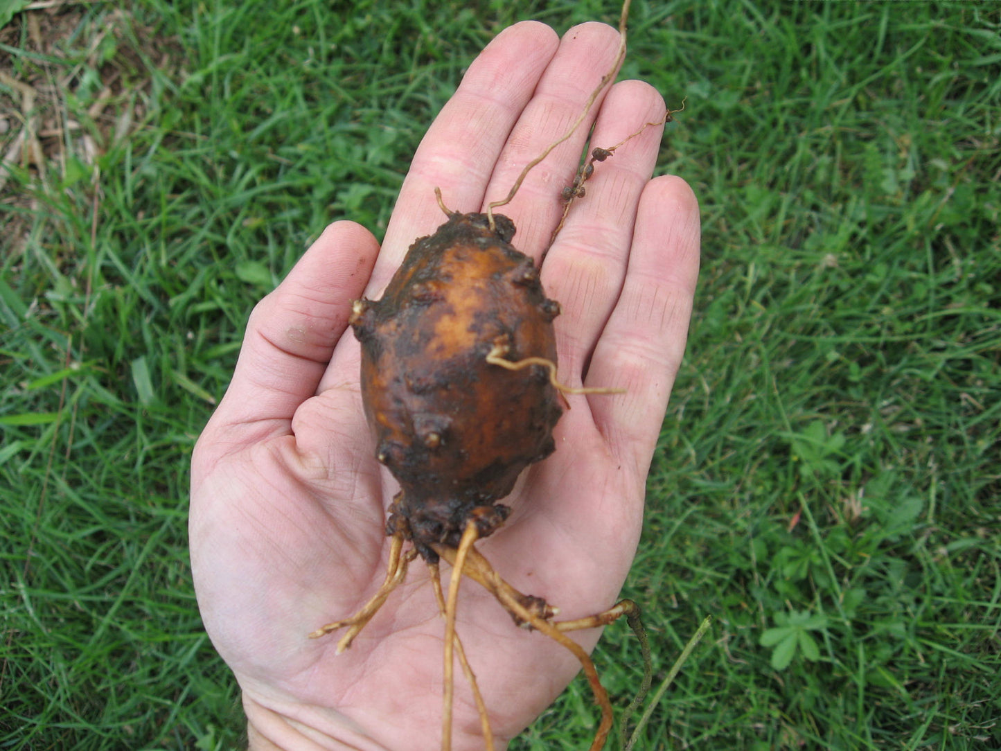 Groundnut - Apios americana