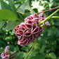Groundnut - Apios americana