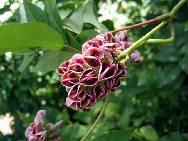 Groundnut - Apios americana