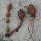 Groundnut - Apios americana