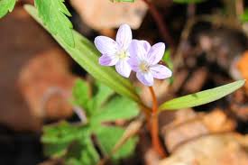 Spring Beauty - Claytonia virginica ($3 per tuber) Fall shipping only!