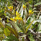 Yellow Trout Lily - Erythronium Americanum