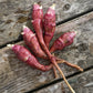 Jerusalem Artichoke, Red Fuseau - Helianthus tuberosus