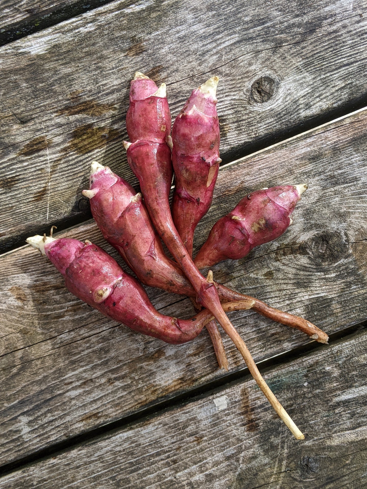 Jerusalem Artichoke, Red Fuseau, Helianthus Tuberosus