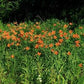 Daylily - Hemerocallis fulva