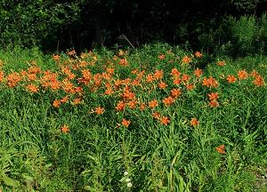 Daylily - Hemerocallis fulva