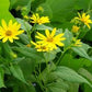 Jerusalem Artichoke, Common - Helianthus tuberosus