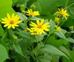 Jerusalem Artichoke, Common - Helianthus tuberosus