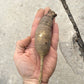 Prairie Turnip - Pediomelum esculentum ($3 for 10 seeds)