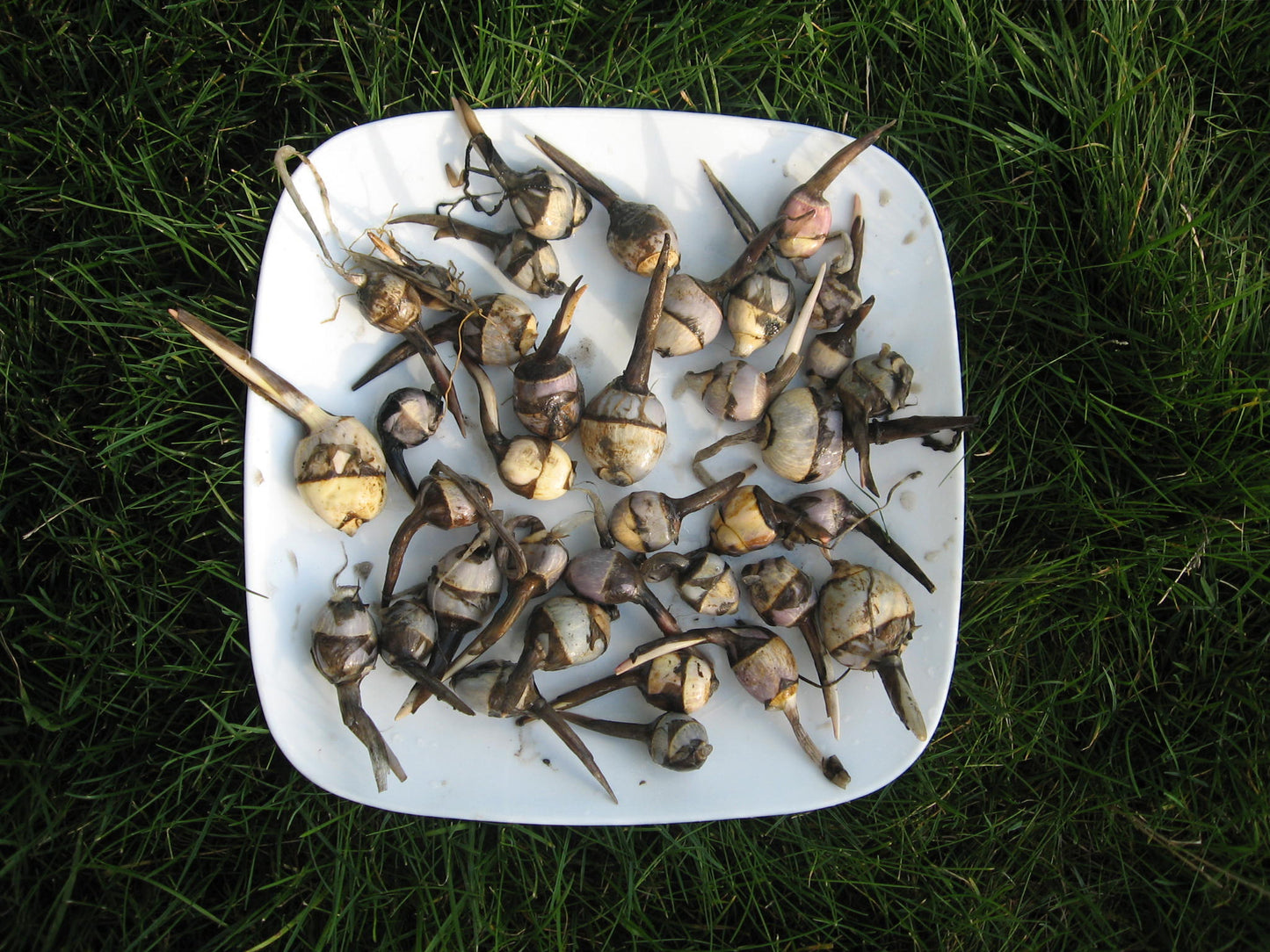 Arrowhead - Sagittaria latifolia