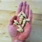 Chinese Artichoke - Stachys affinis (4 tubers)
