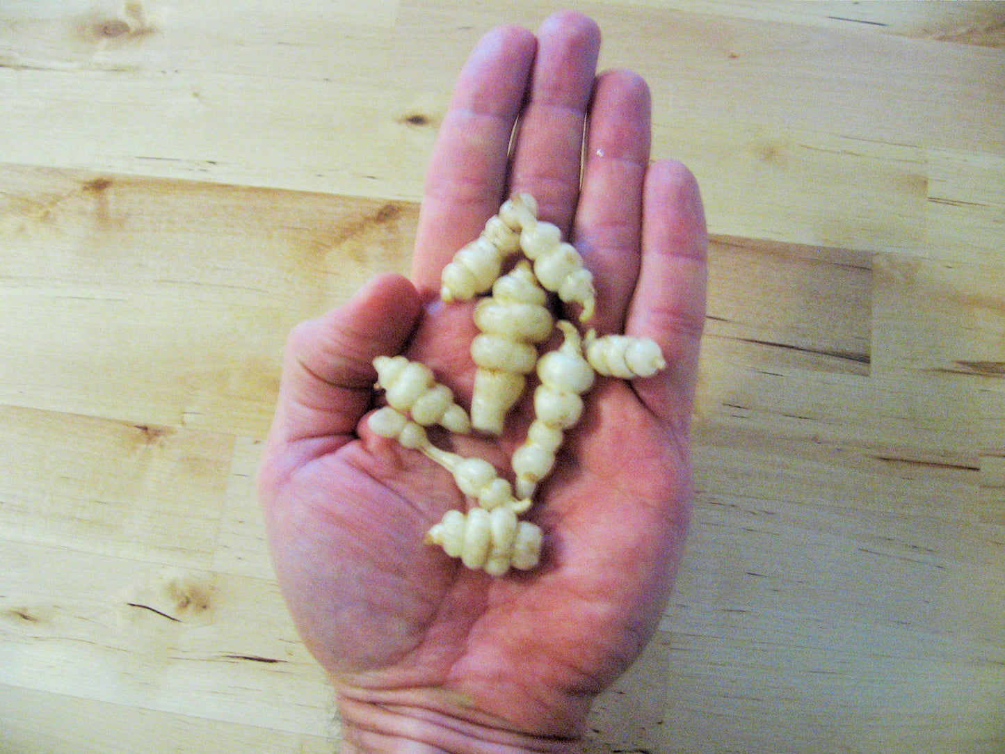 Chinese Artichoke - Stachys affinis ($5 for 4 tubers)